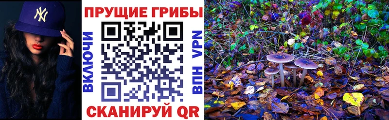 Купить где  Черноголовка  Псилоцибиновые грибы Psilocybe 